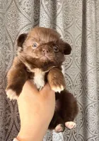 Diva, a female Chihuahua for sale in Boiling Springs, SC – Photo 2 of 9