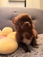 Diva, a female Chihuahua for sale in Boiling Springs, SC – Photo 6 of 8