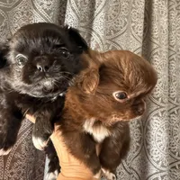 Diva, a female Chihuahua for sale in Boiling Springs, SC – Photo 5 of 8