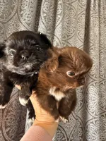 Diva, a female Chihuahua for sale in Boiling Springs, SC – Photo 7 of 9