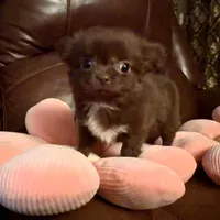 Diva, a female Chihuahua for sale in Boiling Springs, SC – Photo 3 of 8