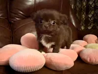 Diva, a female Chihuahua for sale in Boiling Springs, SC – Photo 1 of 9