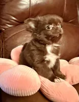 Diva, a female Chihuahua for sale in Boiling Springs, SC – Photo 9 of 9