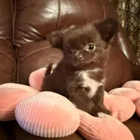 Diva, a female Chihuahua for sale in Boiling Springs, SC – Photo 2 of 8