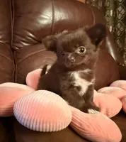 Diva, a female Chihuahua for sale in Boiling Springs, SC – Photo 8 of 9