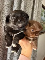 Diva, a female Chihuahua for sale in Boiling Springs, SC – Photo 6 of 9