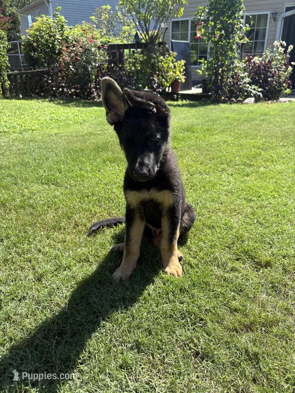 Agat – German Shepherd Dog puppy for sale in Boiling Springs, SC