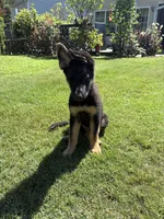Agat, a male German Shepherd Dog for sale in Boiling Springs, SC – 1 of 5