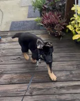 Agat, a male German Shepherd Dog for sale in Boiling Springs, SC – 2 of 5