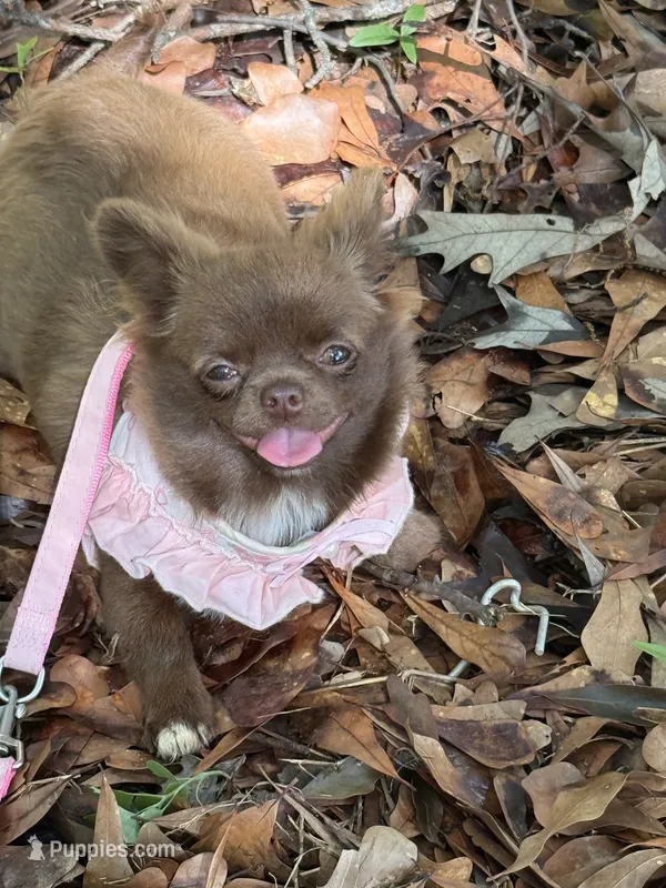 Diva – Chihuahua puppy for sale in Boiling Springs, SC