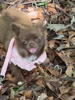 Diva, a female Chihuahua for sale in Boiling Springs, SC – 1 of 10