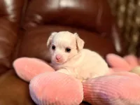 Frost , a male Chihuahua for sale in Boiling Springs, SC – Photo 10 of 10