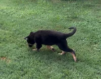 Agat, a male German Shepherd Dog for sale in Boiling Springs, SC – 5 of 5
