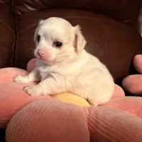 Mr.Frosty, a male Chihuahua for sale in Boiling Springs, SC – Photo 4 of 9