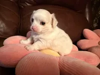 Frost , a male Chihuahua for sale in Boiling Springs, SC – Photo 4 of 10