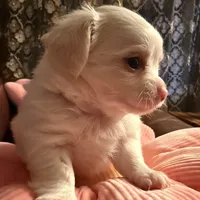 Mr.Frosty, a male Chihuahua for sale in Boiling Springs, SC – Photo 3 of 9