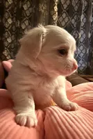 Frost , a male Chihuahua for sale in Boiling Springs, SC – Photo 6 of 10