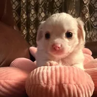 Mr.Frosty, a male Chihuahua for sale in Boiling Springs, SC – Photo 7 of 9