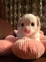 Frost , a male Chihuahua for sale in Boiling Springs, SC – Photo 5 of 10