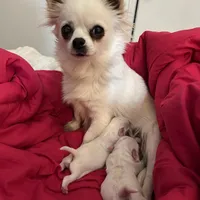 Mr.Frosty, a male Chihuahua for sale in Boiling Springs, SC – Photo 5 of 9