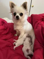 Frost , a male Chihuahua for sale in Boiling Springs, SC – Photo 7 of 10