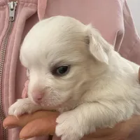 Mr.Frosty, a male Chihuahua for sale in Boiling Springs, SC – Photo 2 of 9