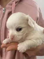 Frost , a male Chihuahua for sale in Boiling Springs, SC – Photo 3 of 10