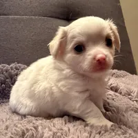 Mr.Frosty, a male Chihuahua for sale in Boiling Springs, SC – Photo 6 of 9