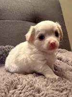 Frost , a male Chihuahua for sale in Boiling Springs, SC – Photo 8 of 10