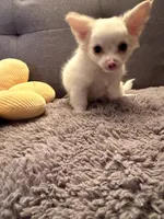 Mr.Frosty, a male Chihuahua for sale in Boiling Springs, SC – Photo 8 of 9