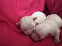 Frost , a male Chihuahua for sale in Boiling Springs, SC – Photo 2 of 10