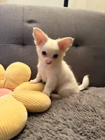 Mr.Frosty, a male Chihuahua for sale in Boiling Springs, SC – Photo 9 of 9