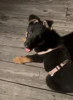Agat, a male German Shepherd Dog for sale in Boiling Springs, SC – 3 of 5