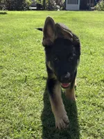 Agat, a male German Shepherd Dog for sale in Boiling Springs, SC – 4 of 5