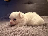 Perl, a female Chihuahua for sale in Boiling Springs, SC – Photo 4 of 10