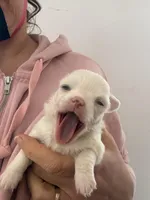 Perl, a female Chihuahua for sale in Boiling Springs, SC – Photo 8 of 10