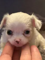 Perl, a female Chihuahua for sale in Boiling Springs, SC – Photo 1 of 10