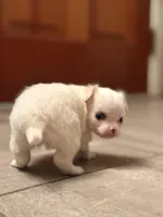 Perl, a female Chihuahua for sale in Boiling Springs, SC – Photo 2 of 10