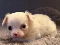 Perl, a female Chihuahua for sale in Boiling Springs, SC – Photo 5 of 10