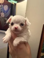 Perl, a female Chihuahua for sale in Boiling Springs, SC – Photo 3 of 10