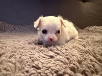 Perl, a female Chihuahua for sale in Boiling Springs, SC – Photo 7 of 10