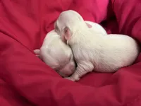 Perl, a female Chihuahua for sale in Boiling Springs, SC – Photo 10 of 10