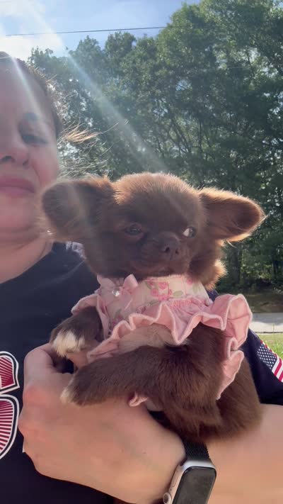 Diva, a female Chihuahua for sale in Boiling Springs, SC – 3 of 10