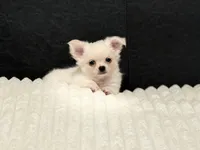 Prince, a male Chihuahua for sale in Boiling Springs, SC – Photo 3 of 10