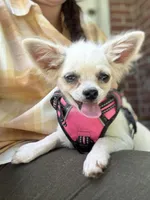 Prince, a male Chihuahua for sale in Boiling Springs, SC – Photo 1 of 10