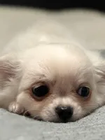 Prince, a male Chihuahua for sale in Boiling Springs, SC – Photo 8 of 10