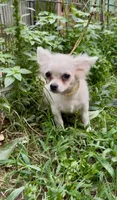Prince, a male Chihuahua for sale in Boiling Springs, SC – Photo 4 of 10
