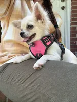 Prince, a male Chihuahua for sale in Boiling Springs, SC – Photo 6 of 10