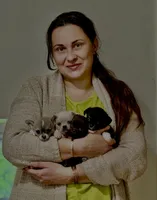 Prince, a male Chihuahua for sale in Boiling Springs, SC – Photo 5 of 10