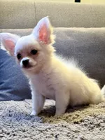 Prince, a male Chihuahua for sale in Boiling Springs, SC – Photo 2 of 10